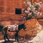 vol.305　[慣用句]　馬に乗って花を見る